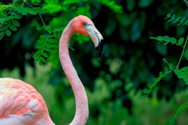 Close-up van een flamingo