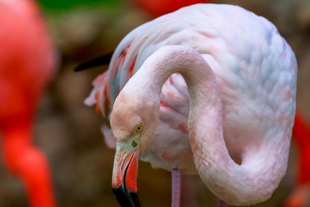 Foto close-up van een flamingo