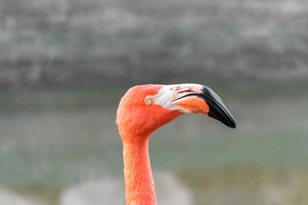 Foto close-up van een flamingo