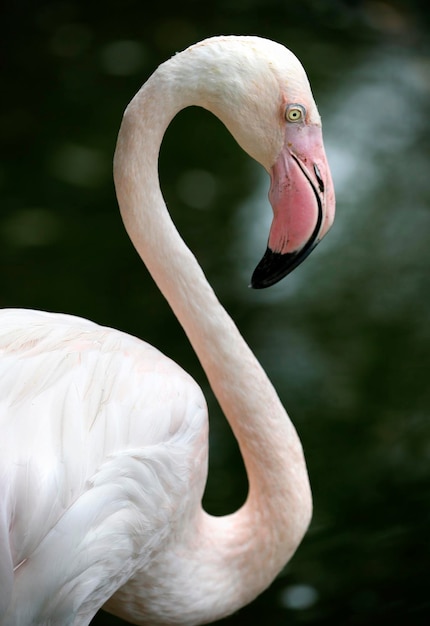 Foto close-up van een flamingo