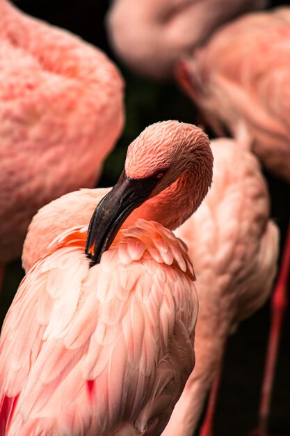 Close-up van een flamingo