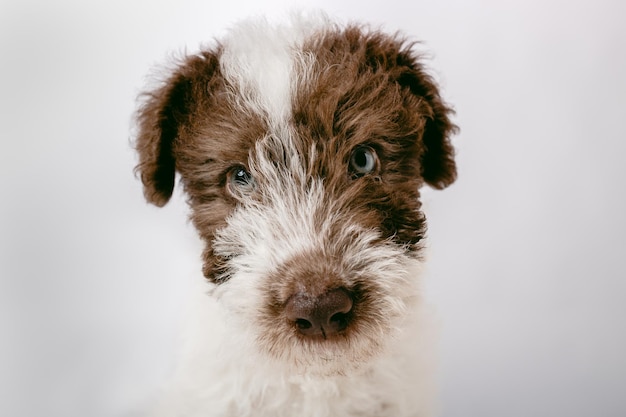 Close-up van een Fox Terrier-puppy