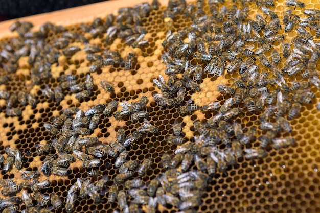 Close-up van een frame met een washoningraat van honing met bijen erop. Bijenteelt workflow.
