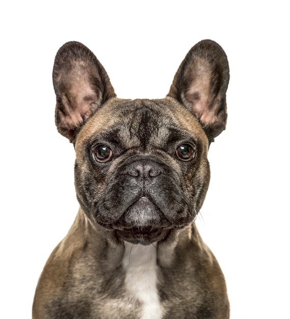 Foto close-up van een franse bulldog kijken naar de camera, geïsoleerd op wit