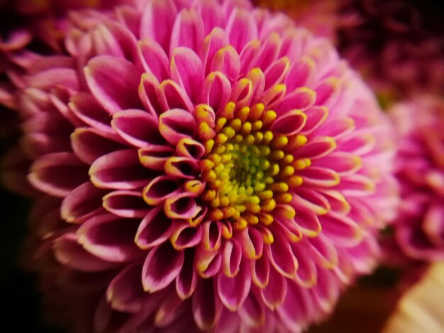 Foto close-up van een frisse roze bloem die buiten bloeit