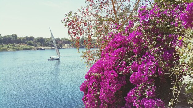 Close-up van een frisse roze bloemboom bij de rivier tegen de lucht