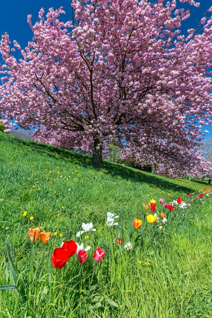 Foto close-up van een frisse roze kersenbloesem in het park