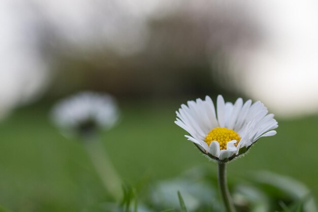 Foto close-up van een frisse witte madeliefje bloeit in de tuin