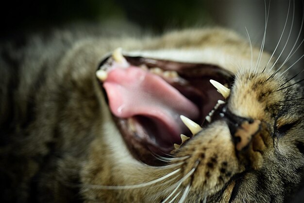 Foto close-up van een gaaiende kat