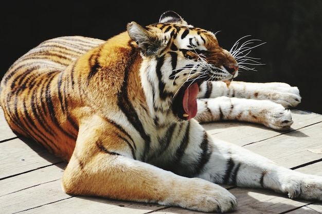 Foto close-up van een gaaiende tijger