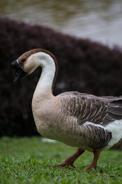 Foto close-up van een gans op het veld