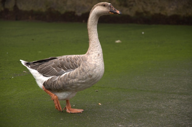 Close-up van een gans