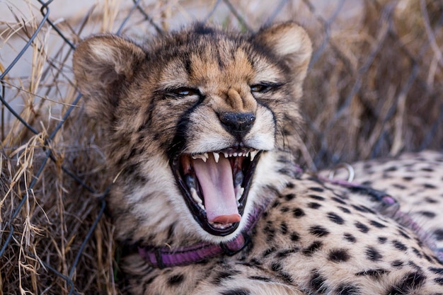 Close-up van een gapende cheetah