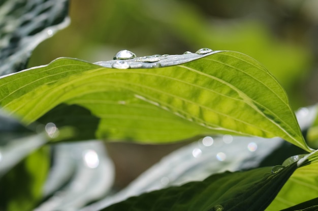 close-up van een gastheerbloembladfunctie met druppels dauw als een abstracte groene achtergrond