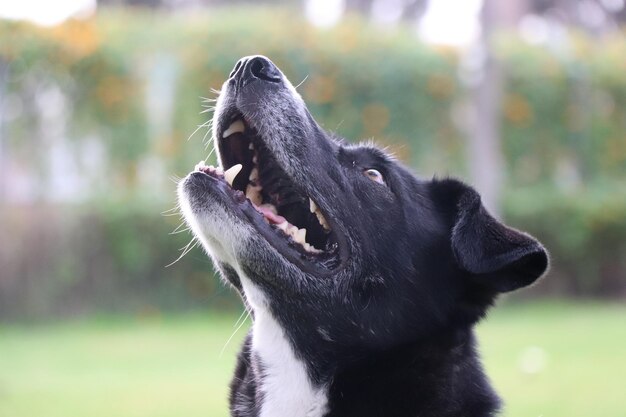 Foto close-up van een gauwende hond