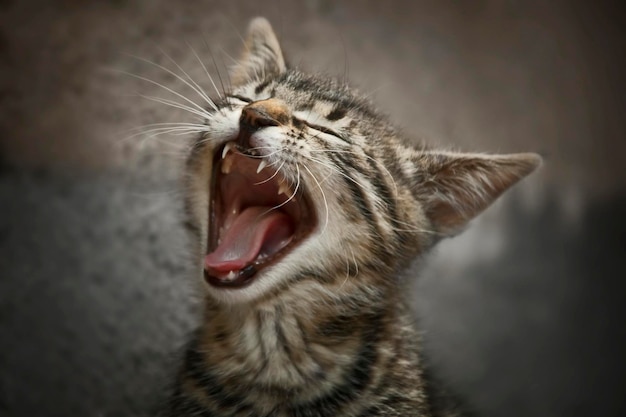 Close-up van een gauwende kat op het veld