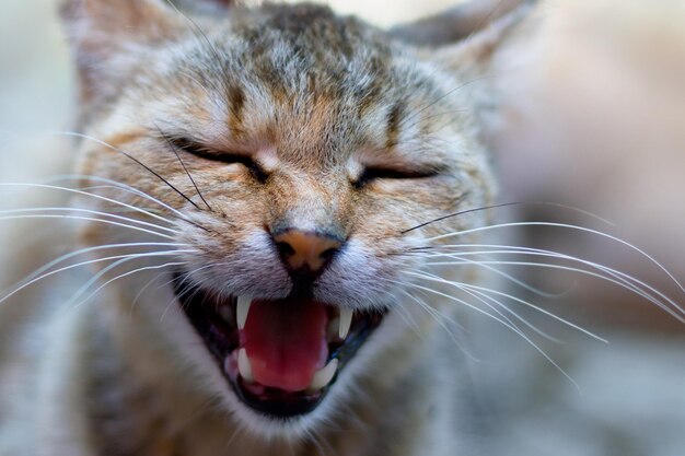 Foto close-up van een gauwende kat