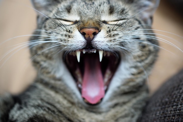Foto close-up van een gauwende kat