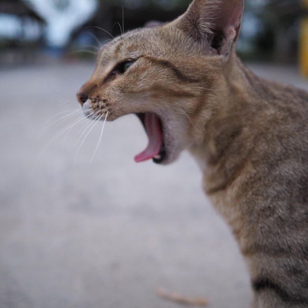 Close-up van een gauwende kat