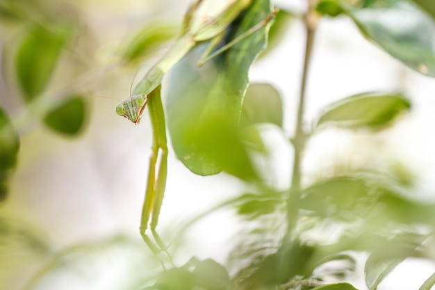Close-up van een gebedsvogel op een plant