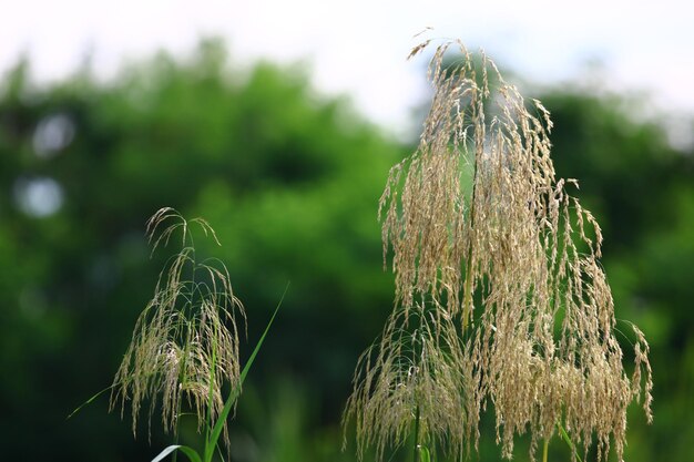 Foto close-up van een gebroken plant op het veld