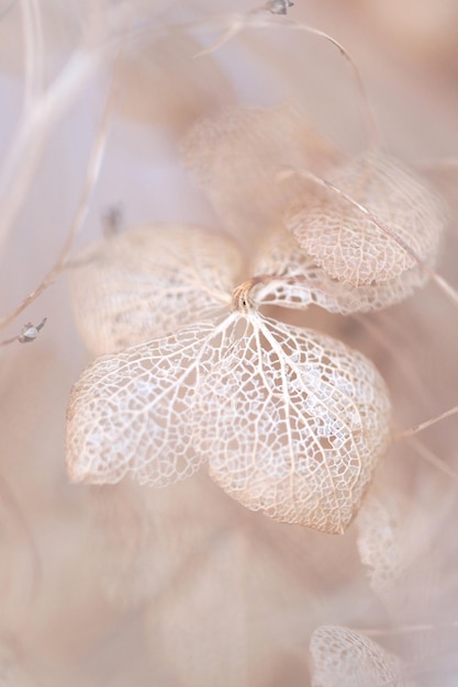 Foto close-up van een gedroogde hortensia bloem