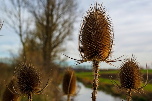 Foto close-up van een gedroogde plant tegen de lucht