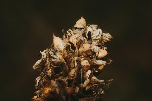 Foto close-up van een gedroogde plant tegen een zwarte achtergrond