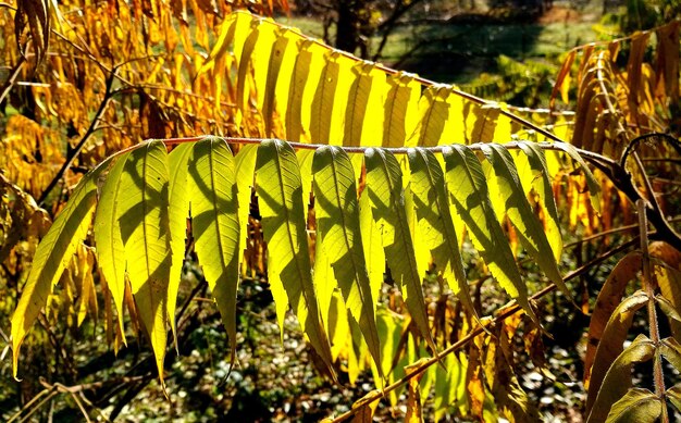 Foto close-up van een geel blad dat aan een boom hangt