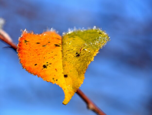 Foto close-up van een geel blad op de plant