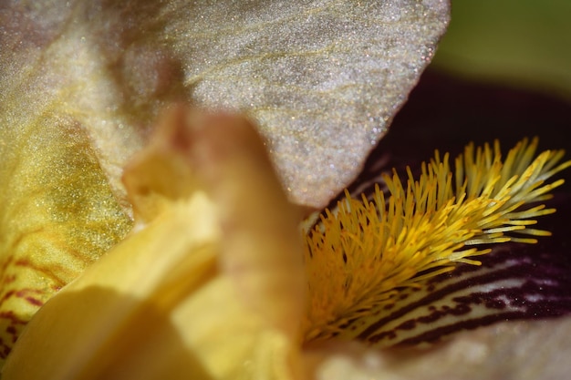 Foto close-up van een geel blad