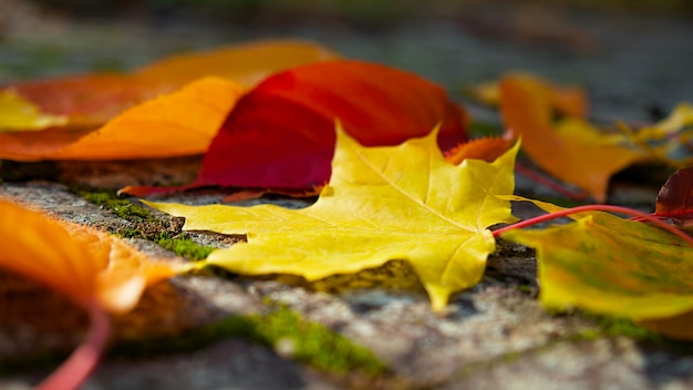 close-up van een geel esdoornblad op de straatstenen tussen kleurrijke herfstbladeren