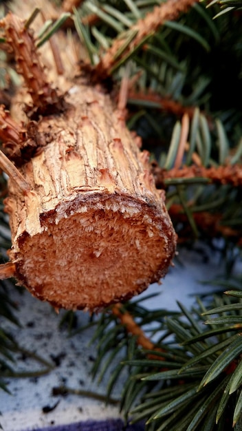 Foto close-up van een gehakte dennenboom