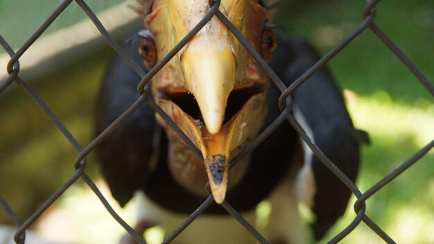 Foto close-up van een gehelmde horbill