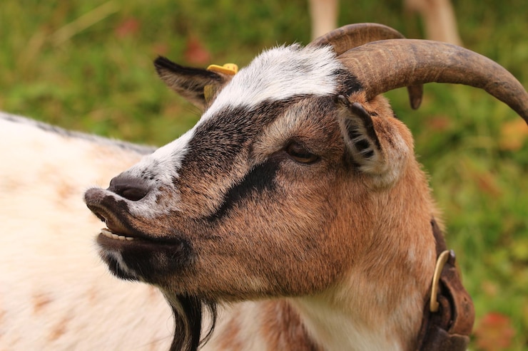 Foto close-up van een geit in het veld