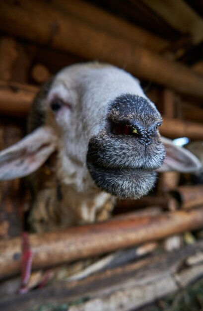 Close-up van een geit in zijn kooi