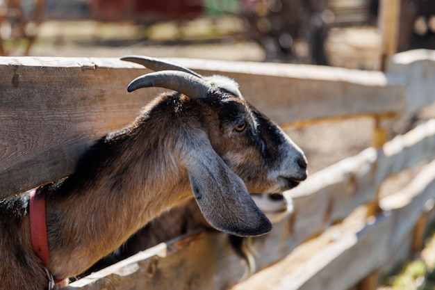 Close-up van een geit op een ecofarm