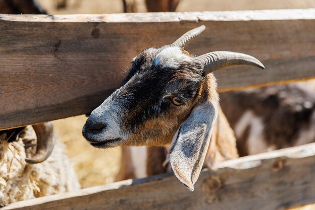 Close-up van een geit op een ecofarm