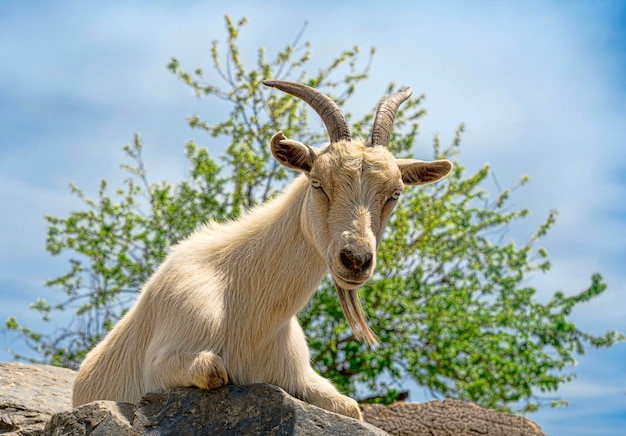 Close-up van een geit op het veld tegen de lucht