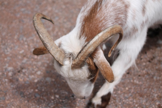 Foto close-up van een geit op het veld