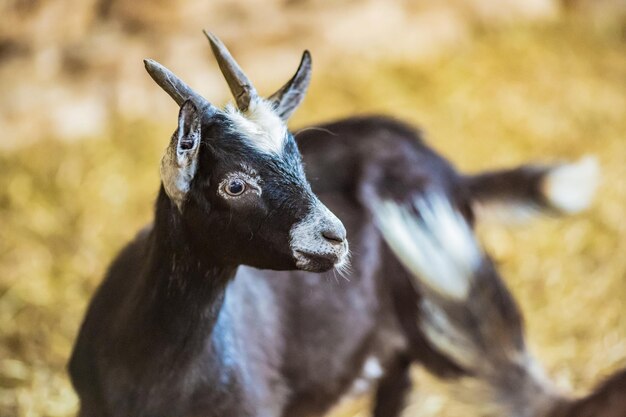 Close-up van een geit