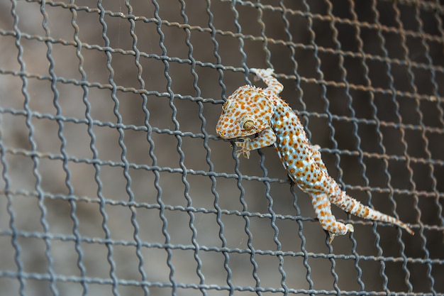 Close-up van een gekko op stalen gaas