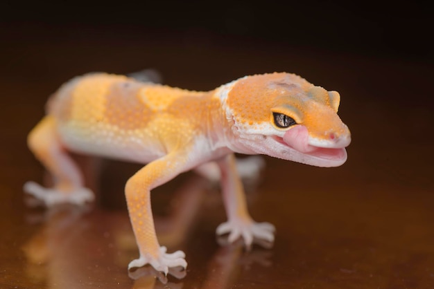 Close-up van een gekko