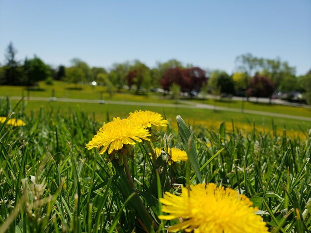 Foto close-up van een gele bloeiende plant op het veld tegen de lucht