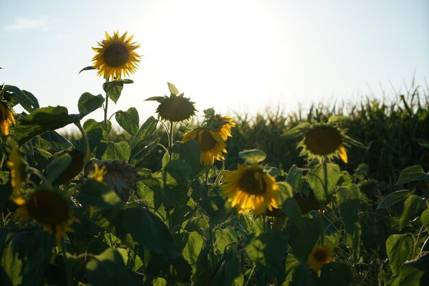 Close-up van een gele bloeiende plant op het veld tegen de lucht