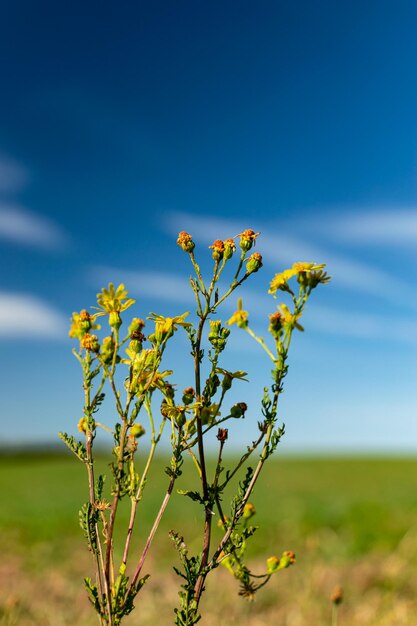 Foto close-up van een gele bloeiende plant op het veld tegen een blauwe lucht