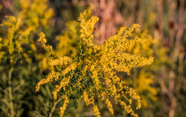 Foto close-up van een gele bloeiende plant op het veld