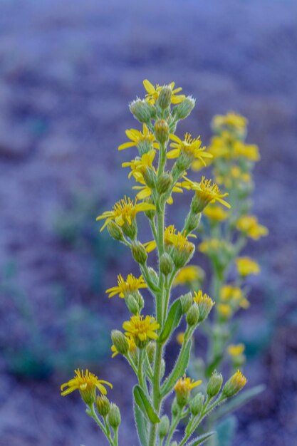 Close-up van een gele bloeiende plant op het veld