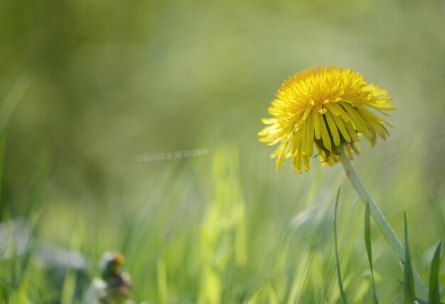 Foto close-up van een gele bloeiende plant op het veld