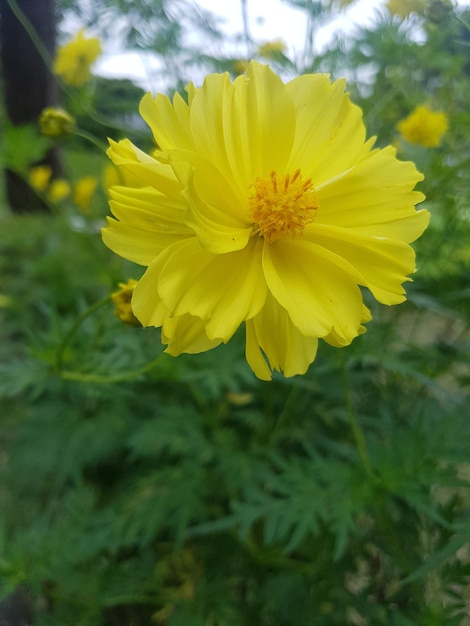 Foto close-up van een gele bloeiende plant op het veld